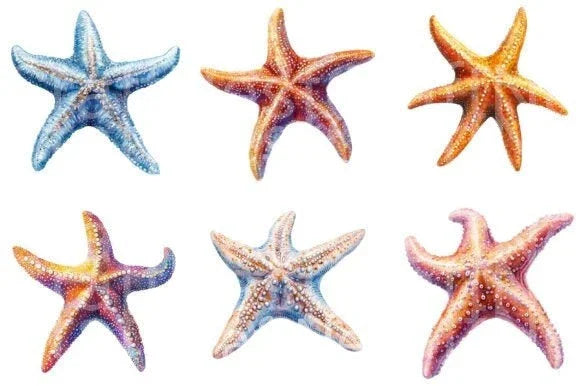 Starfish Clipart Bundle 1 - CraftNest - Digital Crafting and Art