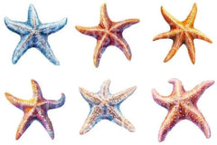 Starfish Clipart Bundle 1 - CraftNest - Digital Crafting and Art