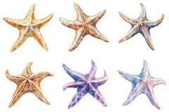 Starfish Clipart Bundle 1 - CraftNest - Digital Crafting and Art