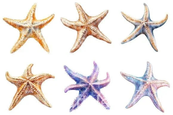 Starfish Clipart Bundle 1 - CraftNest - Digital Crafting and Art