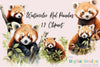 Red Panda Clipart Bundle