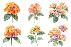 Lantana Flower Clipart Bundle 4 - CraftNest - Digital Crafting and Art