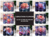 Carnations Flowers Tumbler Wrap