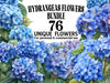 Hydrangeas Flowers