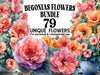Begonias Flowers