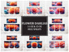 Flower Dahlias 7 Mug Wrap