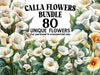Calla Flowers