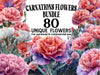 Carnations Flowers