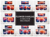 Flower Dahlias 2 Mug Wrap