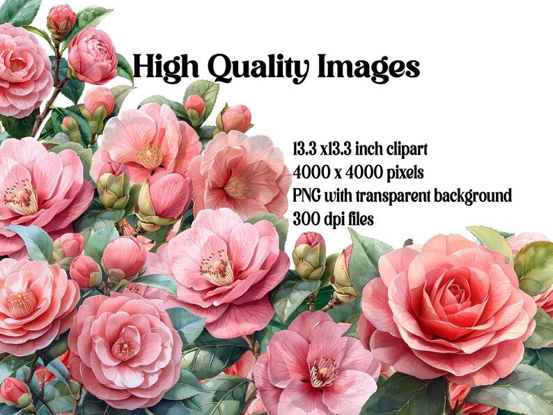 Camellias Flowers Clipart - CraftNest - Digital Crafting and Art