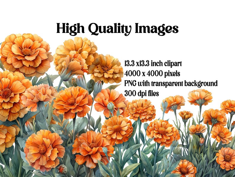 Marigolds Flowers Clipart - CraftNest - Digital Crafting and Art