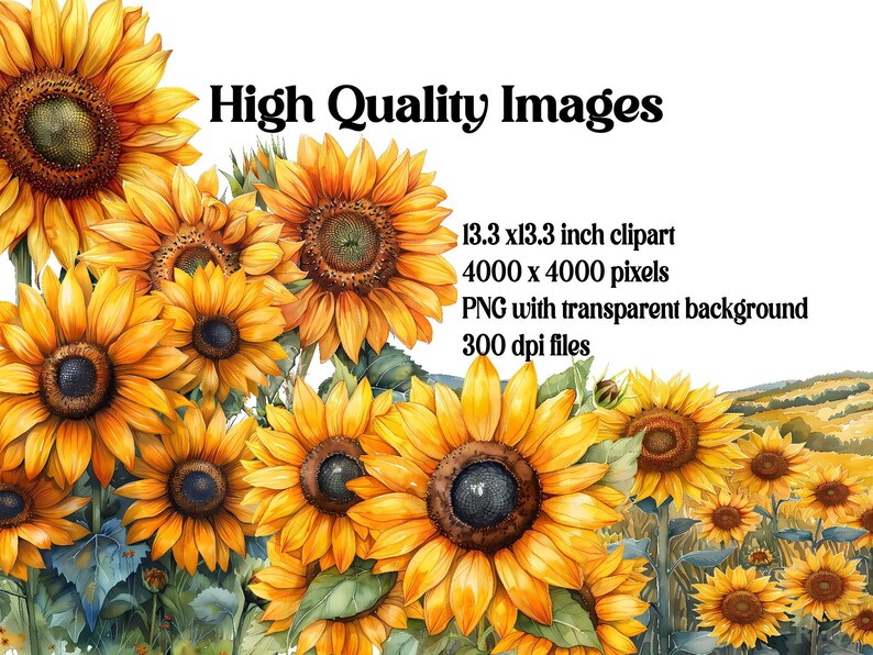 Sunflowers Flowers Clipart - CraftNest - Digital Crafting and Art