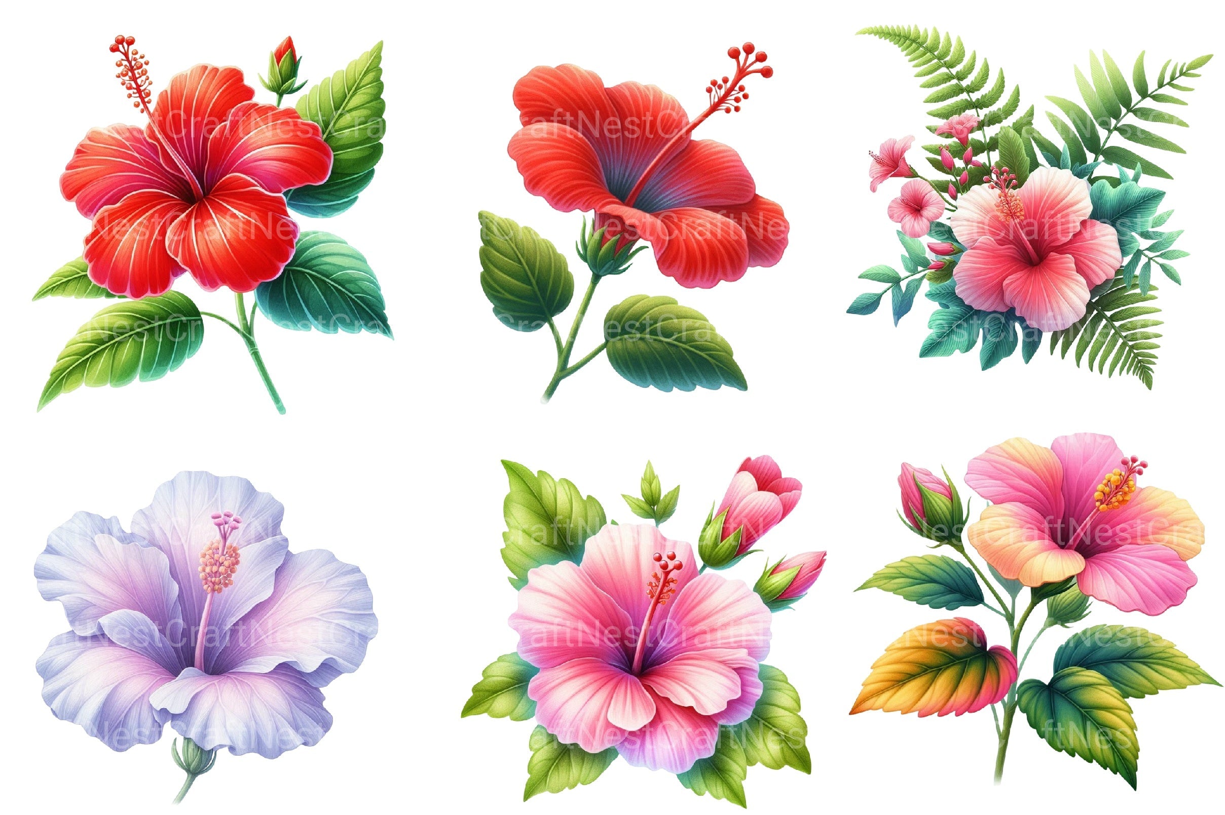 Hibiscus Flowers Clipart Bundle 2