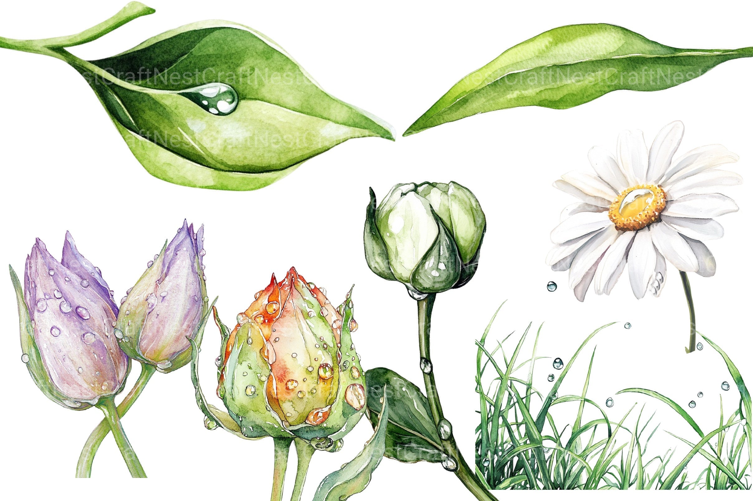 Spring Water Droplets Clipart Bundle 2