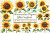 Yellow Sunflower Flowers Clipart Bundle