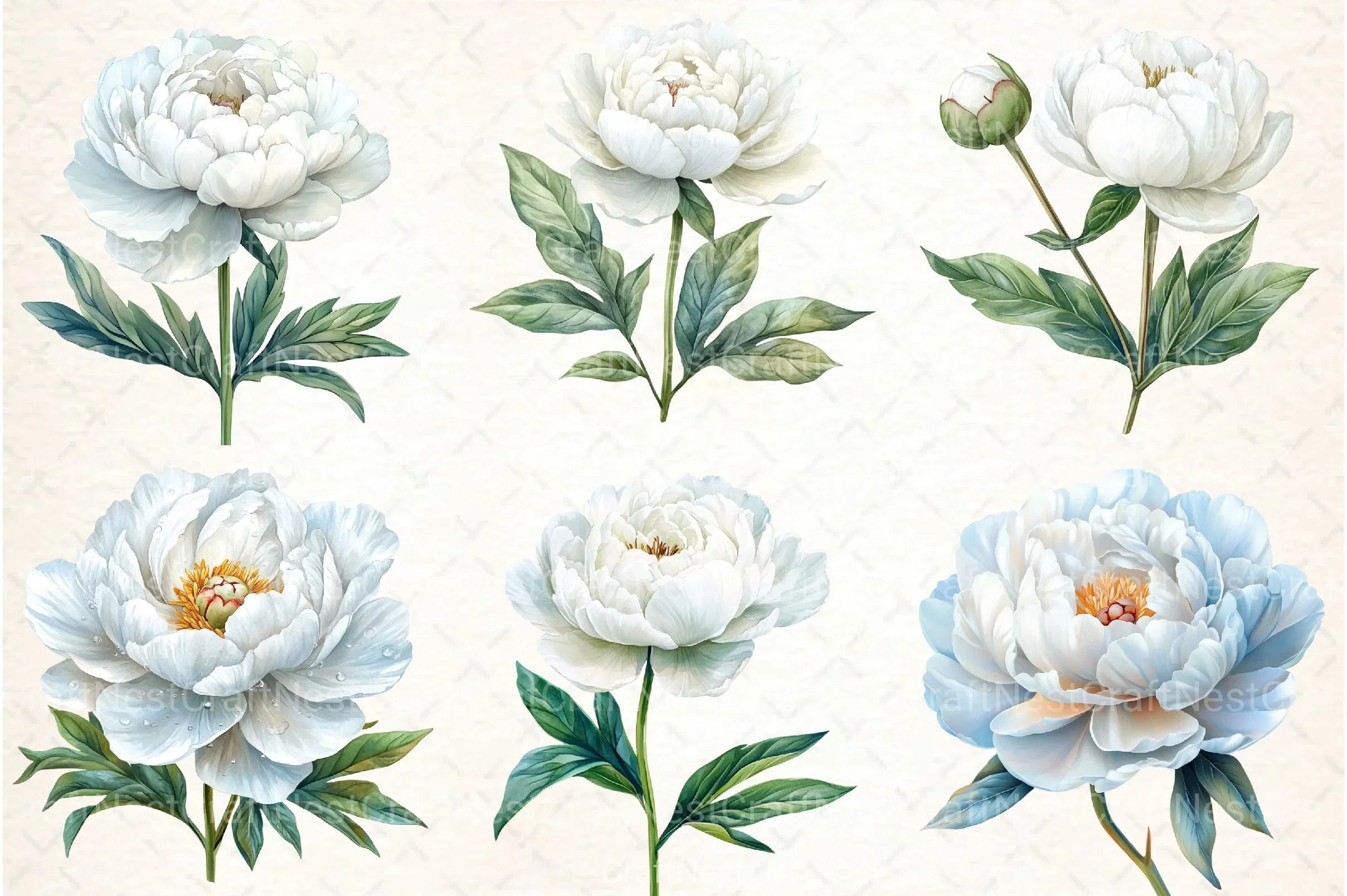 White Peony Flowers Clipart Bundle - CraftNest - Digital Crafting and Art