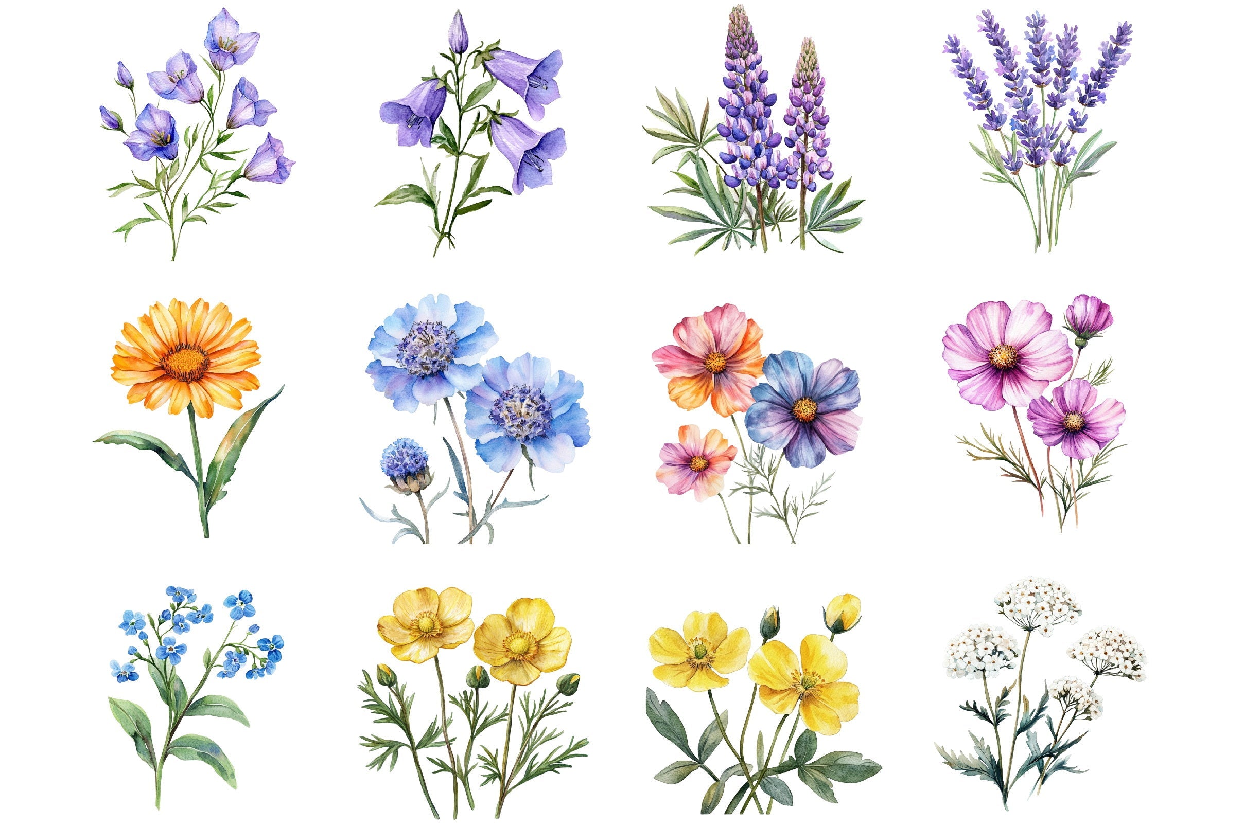 Wildflower Clipart Bundle