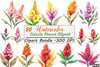 Celosia Flower Clipart Bundle