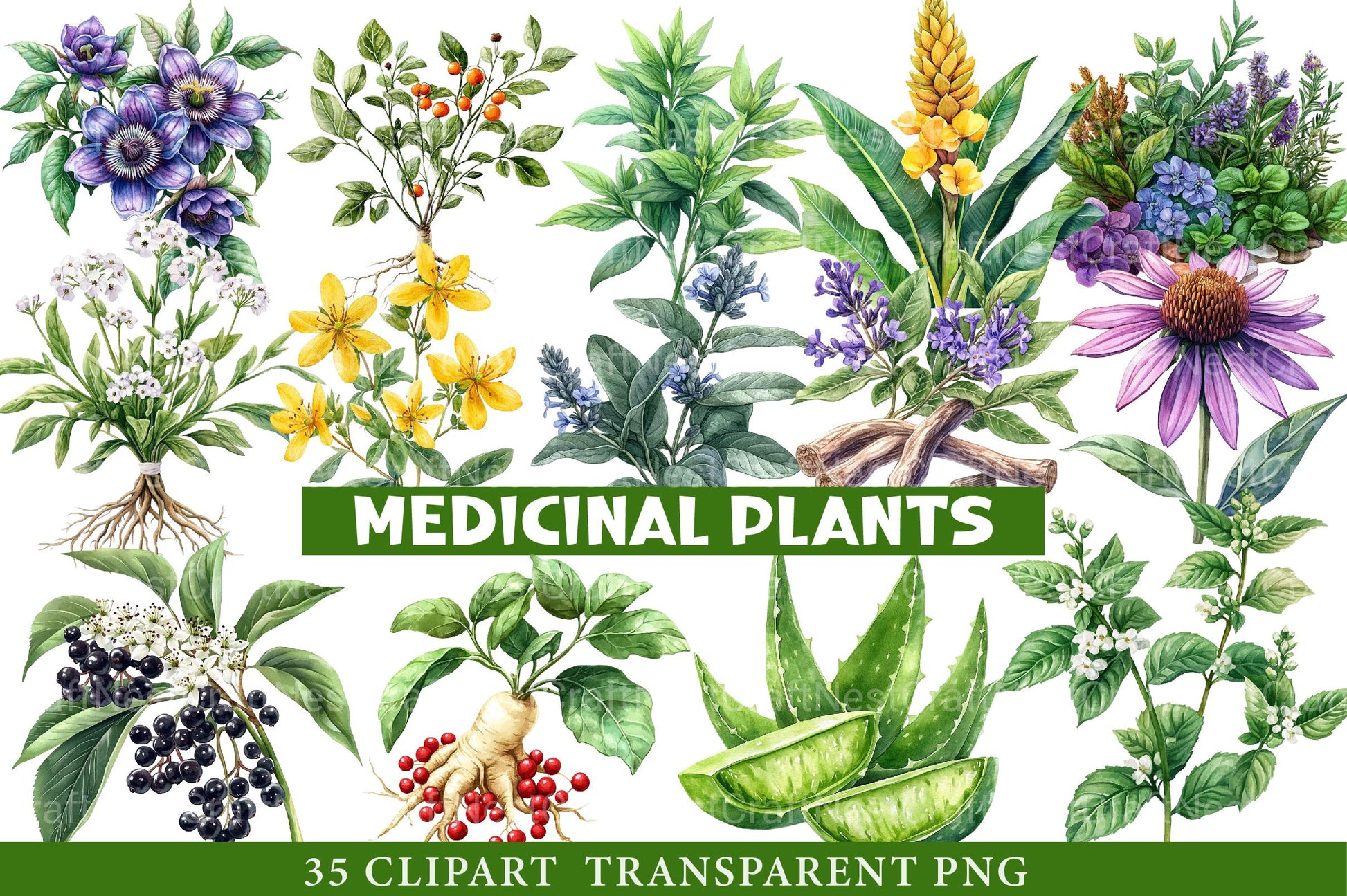 Medicinal Plants Clipart Bundle - CraftNest - Digital Crafting and Art