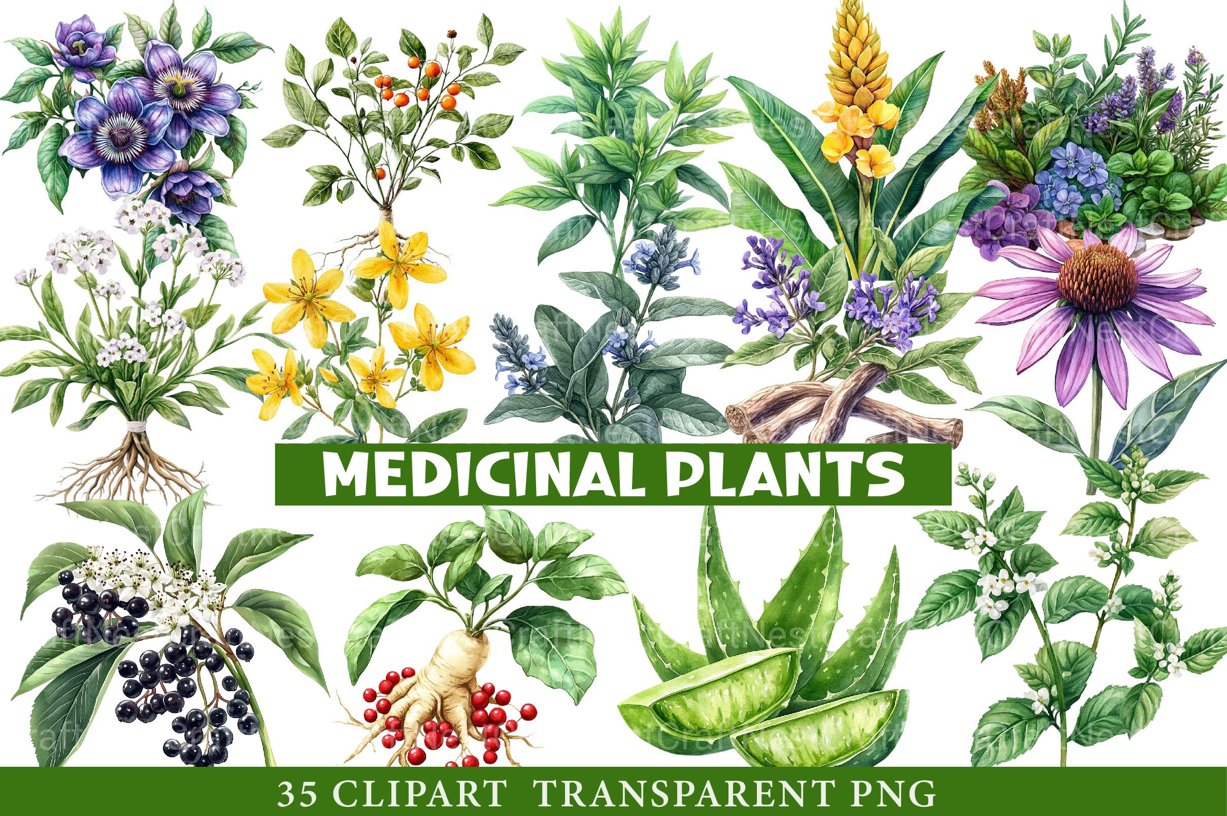 Medicinal Plants Clipart Bundle - CraftNest - Digital Crafting and Art