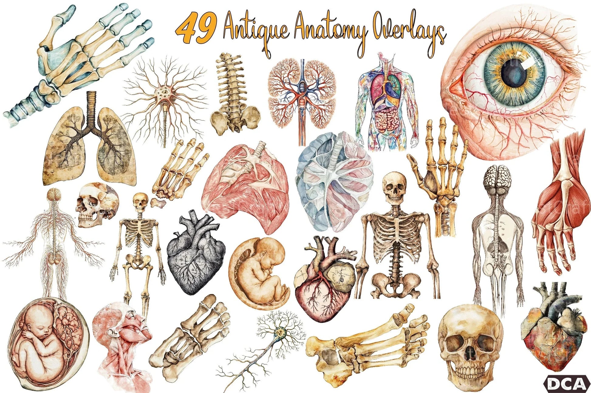 Antique Anatomy Overlays Clipart Bundle - CraftNest - Digital Crafting and Art
