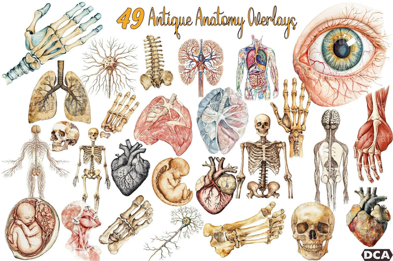 Antique Anatomy Overlays Clipart Bundle - CraftNest - Digital Crafting and Art