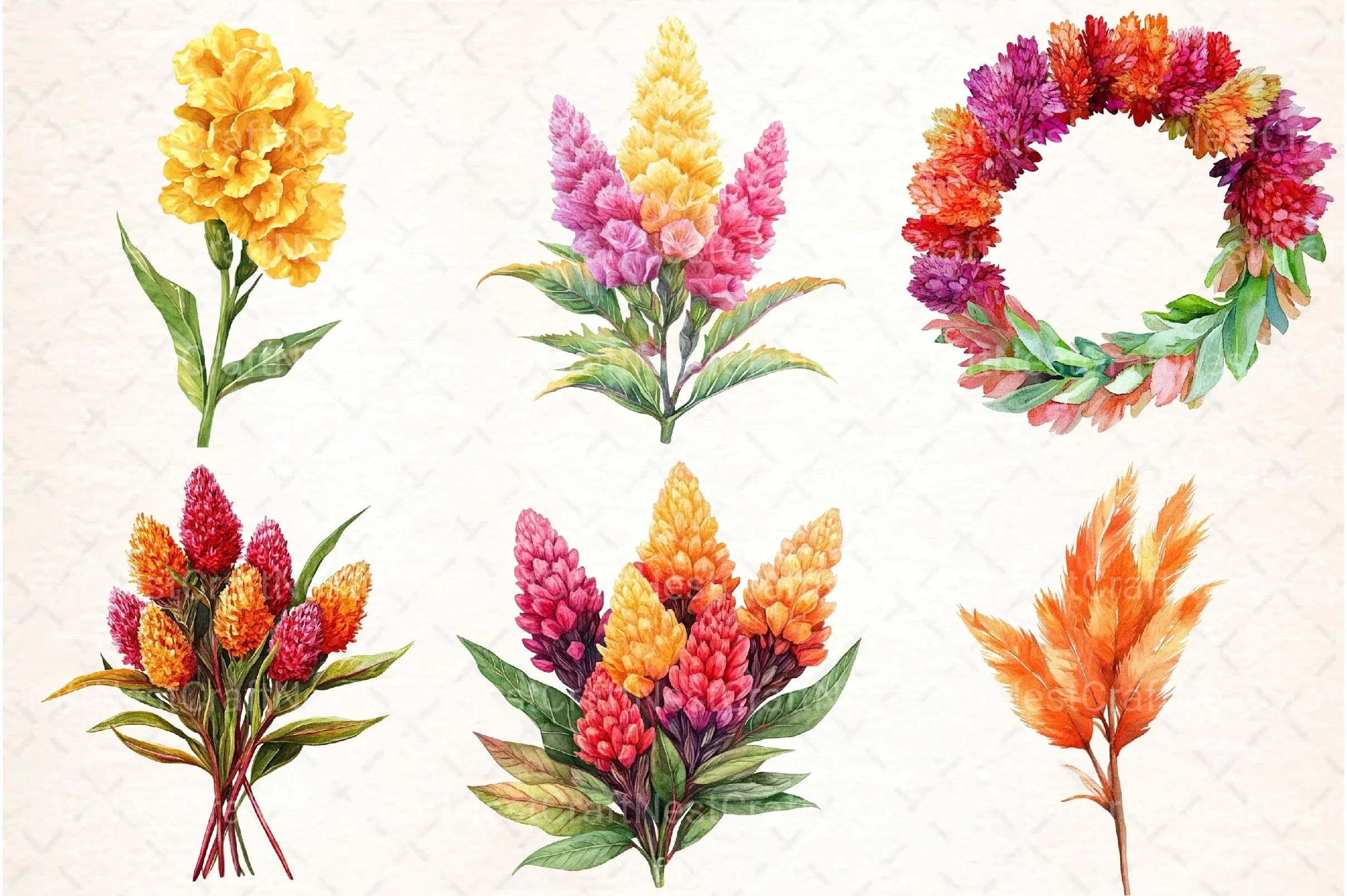 Celosia Flower Clipart Bundle 11 - CraftNest - Digital Crafting and Art