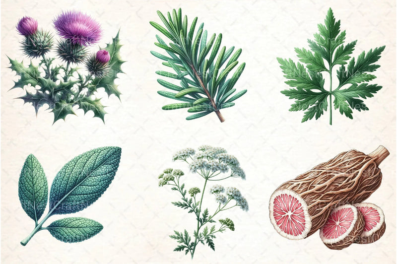 Medicinal Plants Clipart Bundle 1 - CraftNest - Digital Crafting and Art