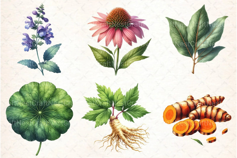 Medicinal Plants Clipart Bundle 1 - CraftNest - Digital Crafting and Art