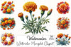 Marigold Clipart Bundle