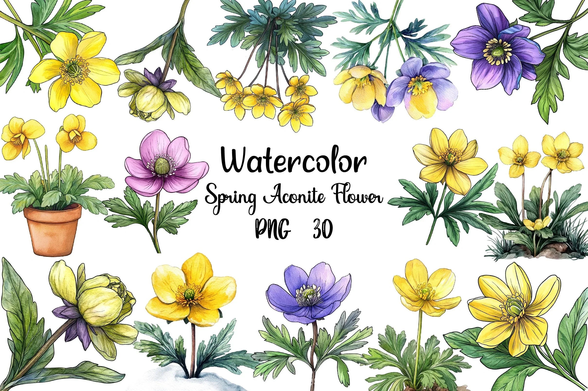 Spring Winter Aconite Flower Clipart Bundle - CraftNest - Digital Crafting and Art