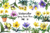 Spring Winter Aconite Flower Clipart Bundle