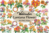 Lantana Flower Clipart Bundle