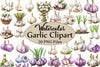 Garlic Clipart Bundle