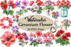 Geranium Flower Clipart Bundle