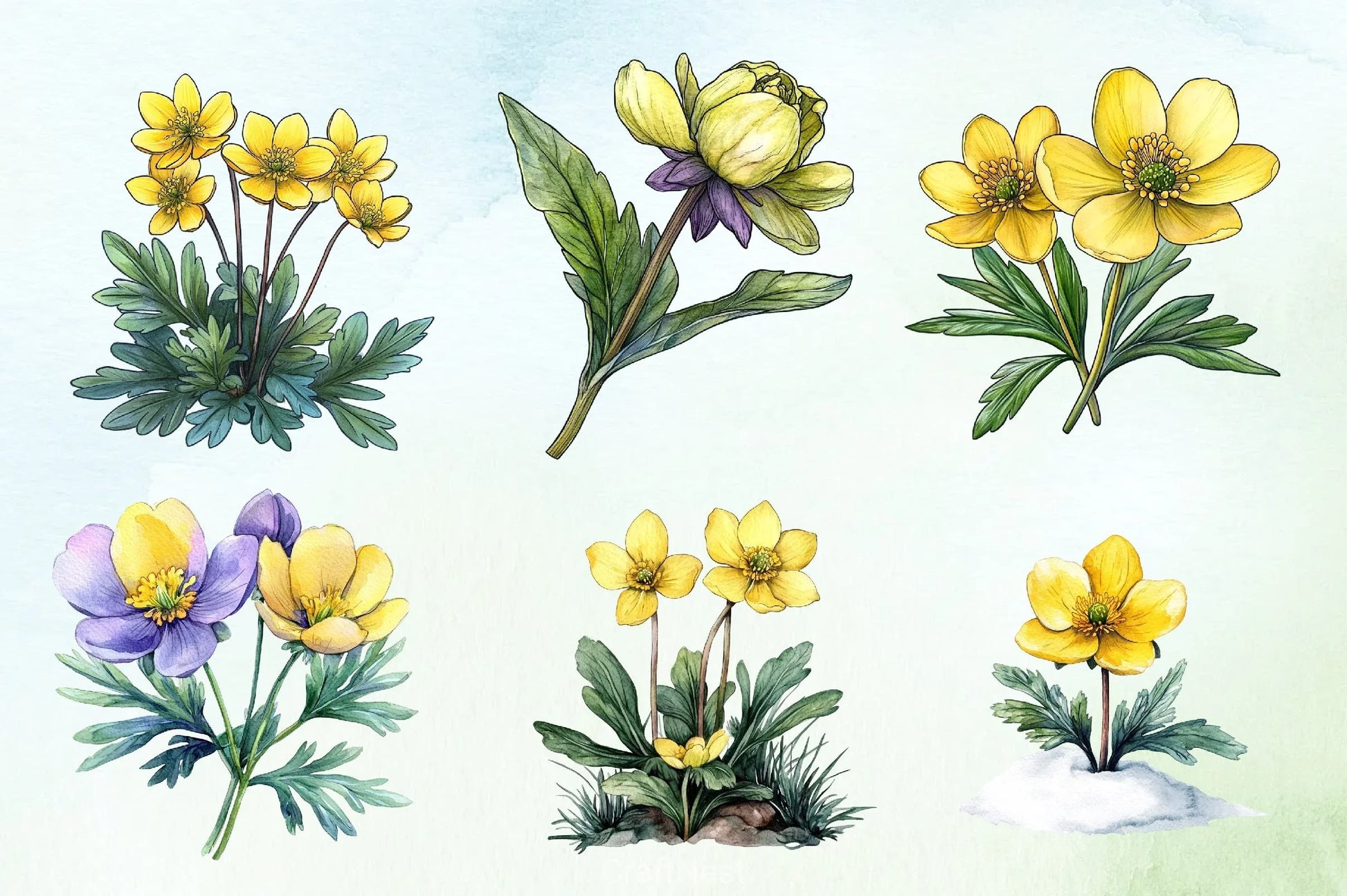 Spring Winter Aconite Flower Clipart Bundle - CraftNest - Digital Crafting and Art