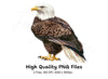 Realistic Bald Eagle Standing Clipart Bundle