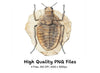 Fossilized Beetle Clipart Bundle