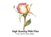 Pink Rose Bud Clipart Bundle
