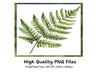 Fern Clipart Bundle