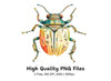 Colorful Ornate Beetle Clipart Bundle