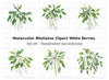 Mistletoe Sprigs Christmas Clipart Bundle