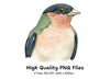 Beautiful Bird Clipart Bundle