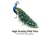 Vibrant Peacock Illustrations Clipart Bundle