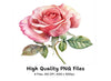 Elegant Pink Rose Clipart Bundle