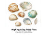 Assorted Seashells Clipart Bundle