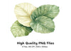 Fresh Green Leafy Vegetable Clipart Bundle