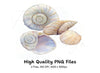 Seashells Clipart Bundle