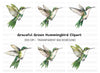 Emerald Hummingbird Clipart Bundle
