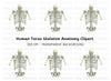 Human Torso Skeleton Back View Clipart Bundle